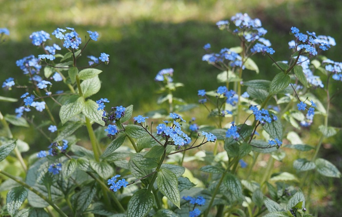 Бруннера Си Харт 1шт (КолЛайн)