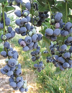 Голубика Либерти 1шт (КолЛайн)