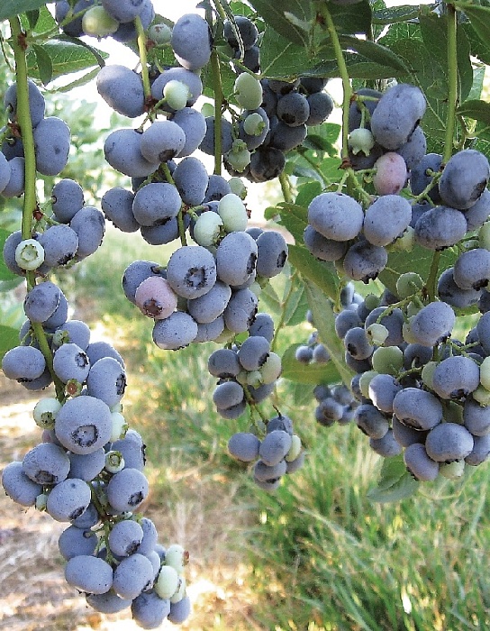 Голубика Либерти 1шт (КолЛайн)