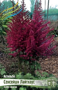 Астильба Сенсейшн Лайтхаус 1шт (КолЛайн)