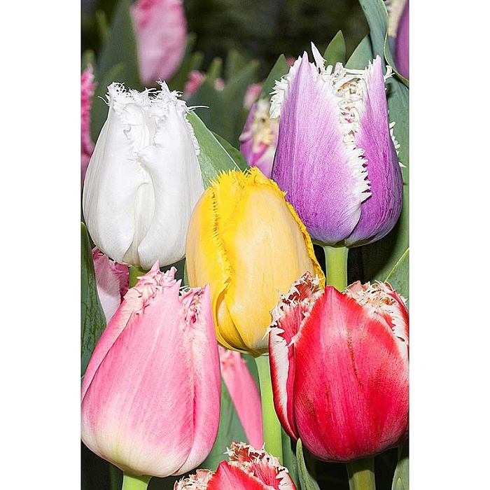 Тюльпан Смесь Бахромчатых 11/12 1шт (Садовита) 7шт/уп
