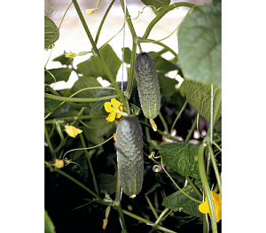 Огурец Атлантис F1 250шт (Bejo)