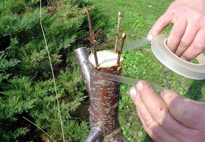 Пленка для прививки Светлица фоторазруш 80мкм 1,3см*100п/м (НПФ Шар)