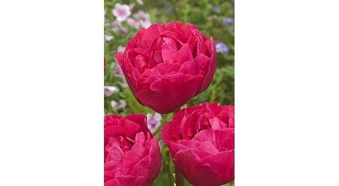 Тюльпан Липстик Глоу 1шт (КолЛайн) 8шт/уп 