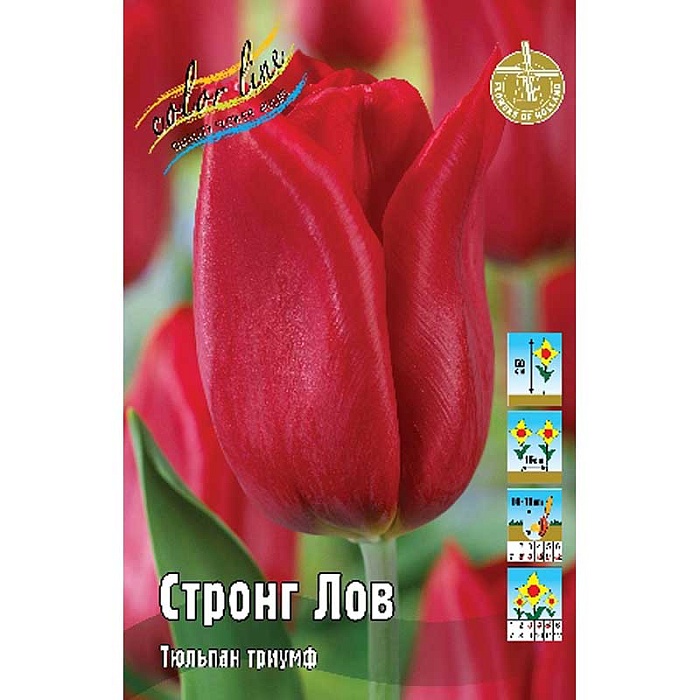 Тюльпан Стронг Лов 1шт (КолЛайн) 8шт/уп