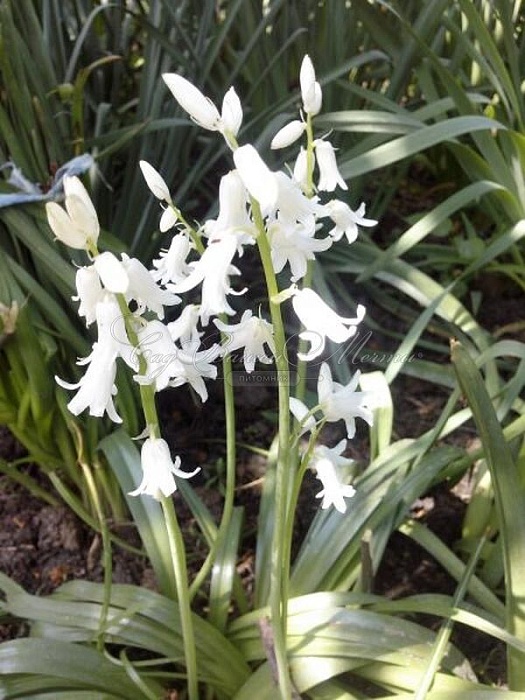 Гиацинтоидес Белый 1шт (КолЛайн) 10шт/уп