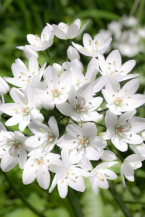 Лук декоративный Неаполитанский 1шт (КолЛайн) 15шт/уп