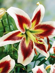 Лилия Беверли Дрим 12/14 1шт (Садовита) 5шт/уп