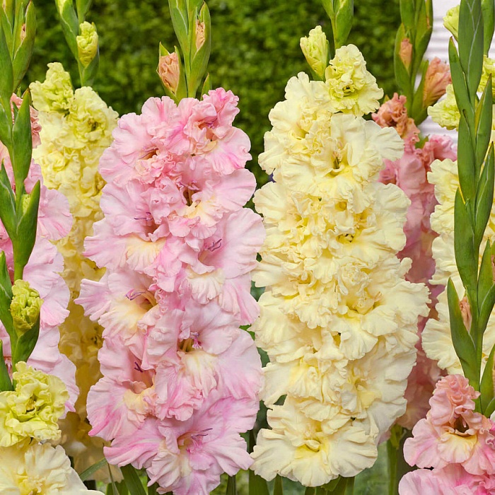 Гладиолус Тройка 12/14 1шт (КолЛайн) 7шт/уп