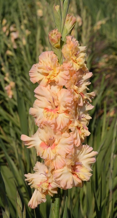 Гладиолус Майя Плисецкая 1шт (ВХ) (3шт/уп) Новинка