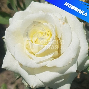 Роза Прауд 1шт (Алтай) чайно-гибридная, б/шипая