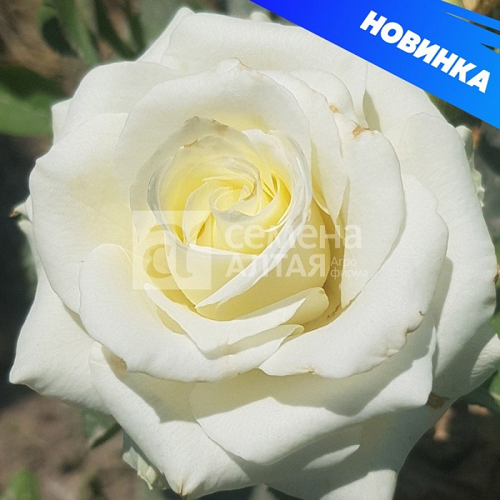Роза Прауд 1шт (Алтай) чайно-гибридная, б/шипая