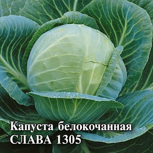 Капуста Слава 1305 25г (Гавриш)