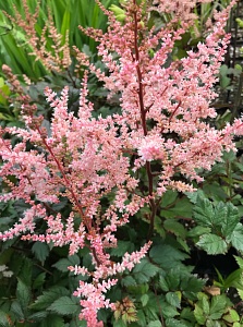 Астильба Спотлайт 1шт (КолЛайн)