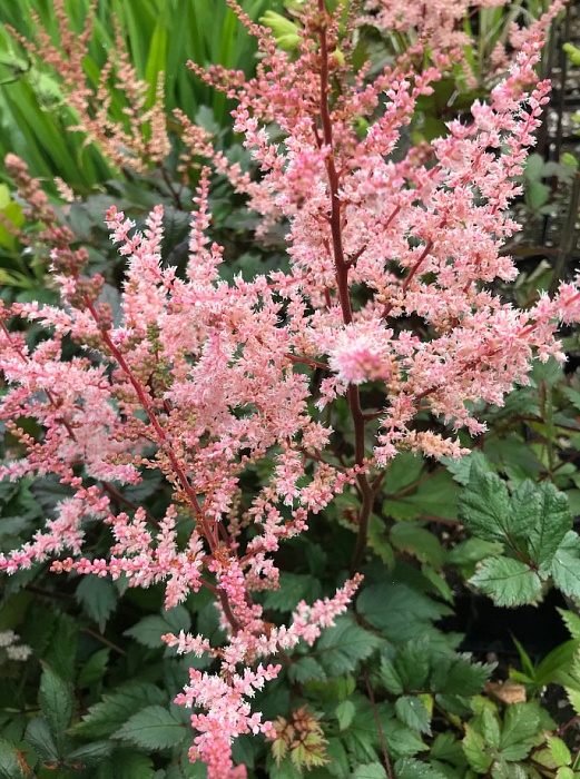 Астильба Спотлайт 1шт (КолЛайн)