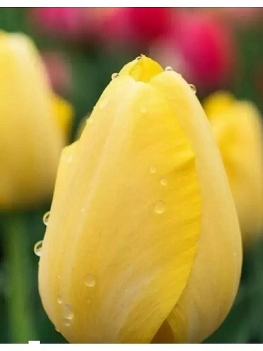 Тюльпан Стронг Голд 11/12 1шт (Садовита) 2шт/уп