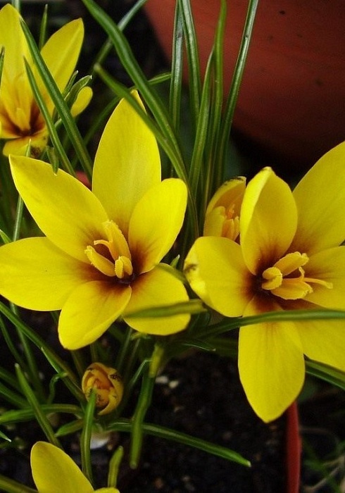 Крокус Королькова 1шт (КолЛайн) 10шт/уп 