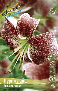 Лилия Пурпл Лайф 12/14 1шт (КолЛайн) 