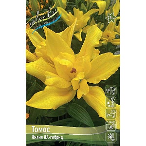 Лилия Томос 12/14 1шт (КолЛайн) 5шт/уп