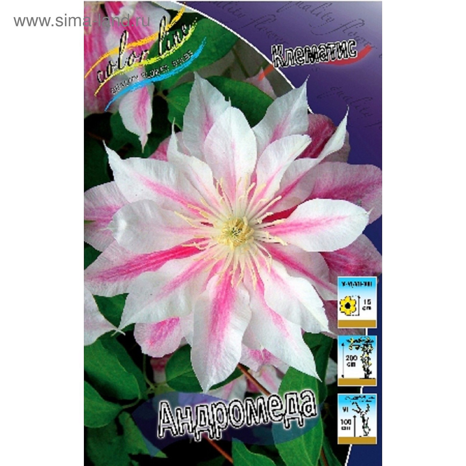Клематис Андромеда 1шт (КолЛайн) 2шт/уп