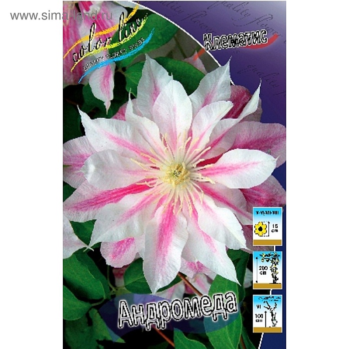 Клематис Андромеда 1шт (КолЛайн) 2шт/уп