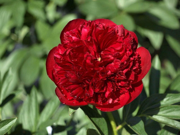 Пион Диана Паркс 1шт (КолЛайн)