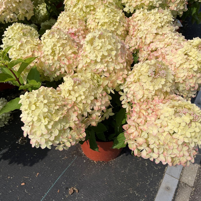 Гортензия Гарденлайт Лемонлайт метельчатая 1шт (КолЛайн)