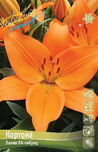 Лилия Кортона 12/14 1шт (КолЛайн) 7шт/уп 