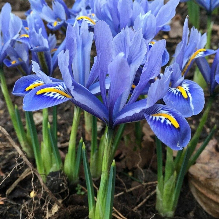 Ирис сетчатый Алида 5/6 1шт (КолЛайн) 8шт/уп