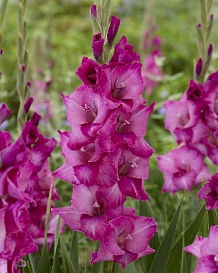 Гладиолус Эви 1шт (КолЛайн) 10шт/уп