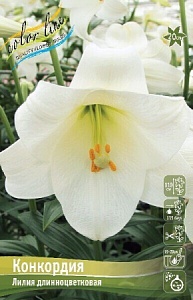 Лилия Конкордия 1шт 12/14 (КолЛайн) 5шт/уп