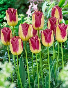 Тюльпан Бостон 1шт (КолЛайн) 3шт/уп