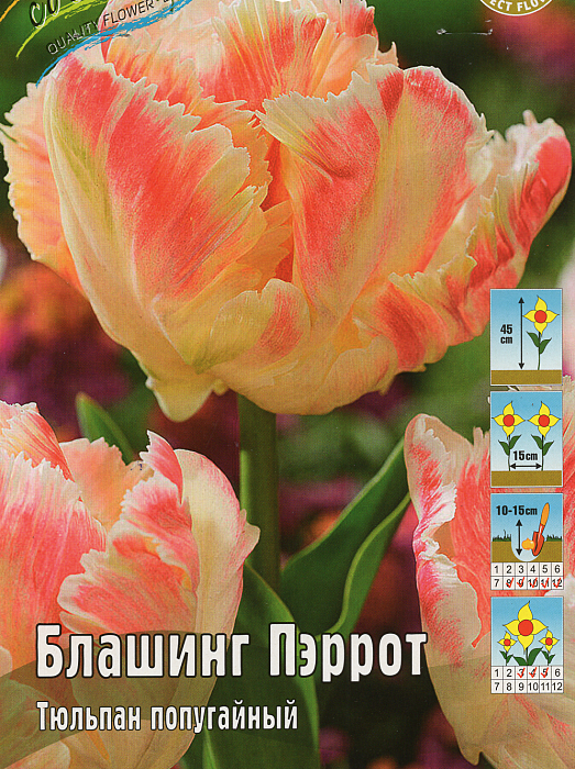 Тюльпан Блашинг Пэррот 1шт (КолЛайн) 2шт/уп
