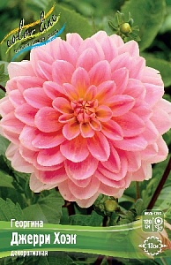 Георгина Джерри Хоэк 1шт (КолЛайн)
