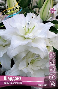 Лилия Шардонэ 12/14 1шт (КолЛайн) 2шт/уп