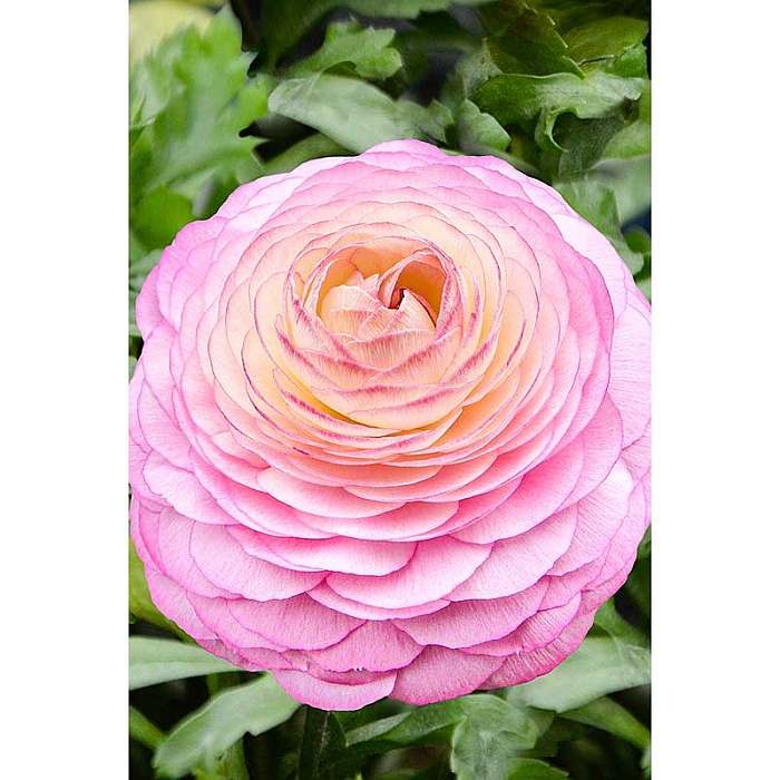 Ранункулюс Розовый  6/7 1шт (Садовита) 10шт/уп