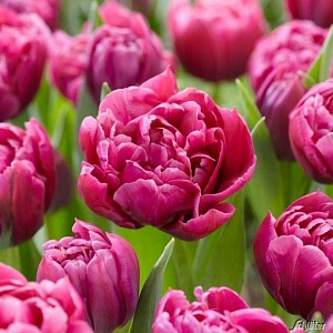 Тюльпан Маргарита 1шт (КолЛайн) 10шт/уп