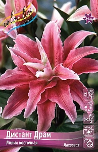 Лилия Дистант Драм 12/14 1шт (КолЛайн) 5шт/уп
