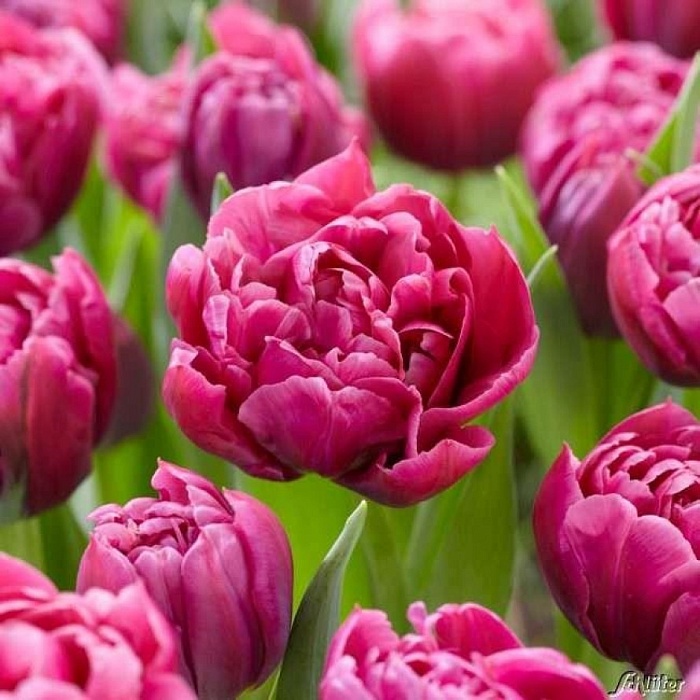 Тюльпан Маргарита 1шт (КолЛайн) 10шт/уп