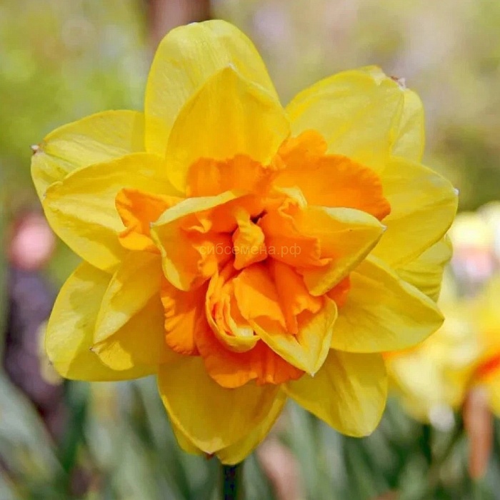 Нарцисс Апофеоз 12/14 1шт (КолЛайн) 7шт/уп