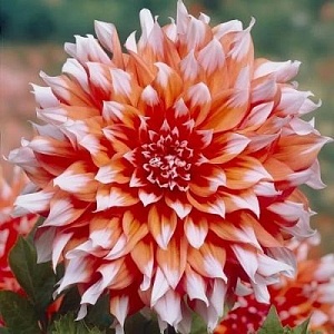 Георгина Холланд Фестиваль 1шт (КолЛайн)