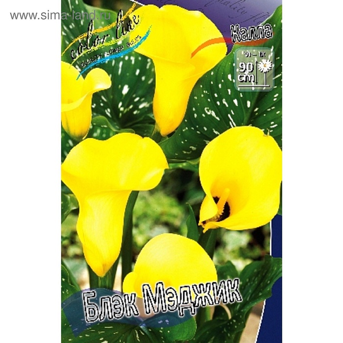 Калла Блэк Мэджик 1шт (КолЛайн) 2шт/уп