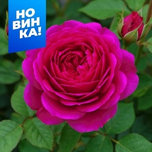 Роза Иоганн Вольфганг 1шт (Алтай) чайно-гибридная НОВИНКА!