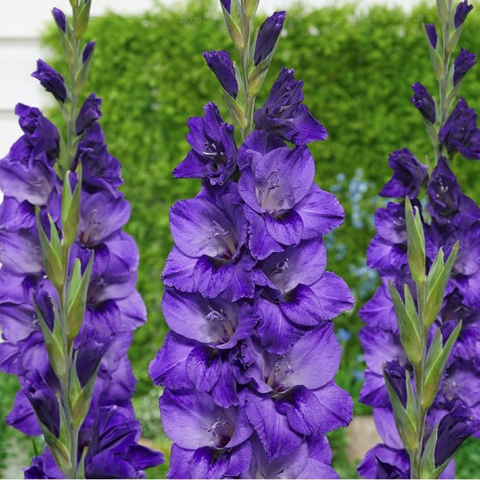 Гладиолус Куки 12/14 1шт (КолЛайн) 5шт/уп