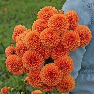 Георгина Джоуи Линда 1шт (КолЛайн)