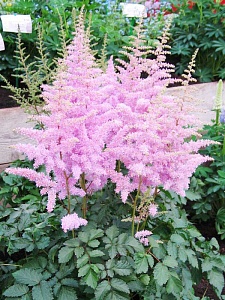 Астильба Америка 1шт (КолЛайн)