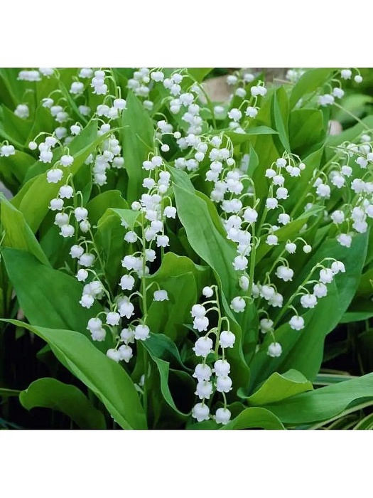 Ландыш Бордо 1шт (КолЛайн) 2шт/уп