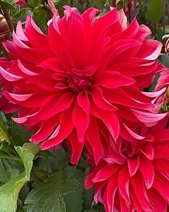 Георгина Рэд Лабиринт 1шт (КолЛайн)