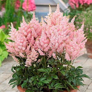 Астильба Юник Салмон 1шт (КолЛайн)