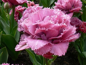 Тюльпан Матчпоинт 1шт (КолЛайн) 2шт/уп